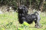 PETIT CHIEN LION 244
